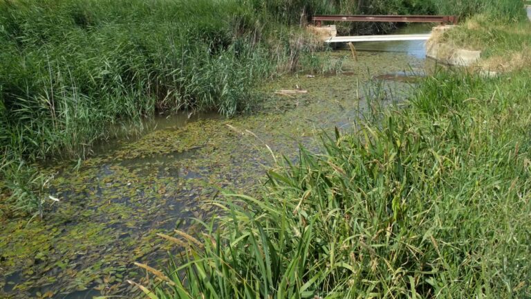 Asaja Valencia afirma que la Albufera no existiría sin la gestión del agua que llevan a cabo los arroceros y cuestiona el mantenimiento del Tancat de la Pipa