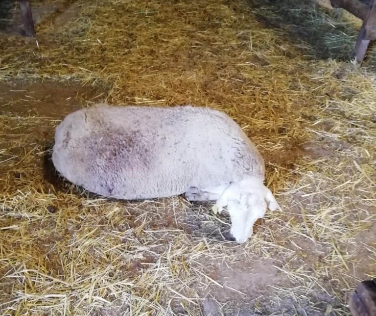 Los buitres se saldan con la vida de una oveja en Guadapero
