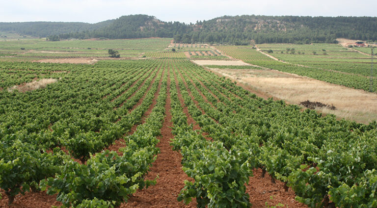 AVA-ASAJA prevé precios históricos en la uva para cava debido a la escasez por la sequía