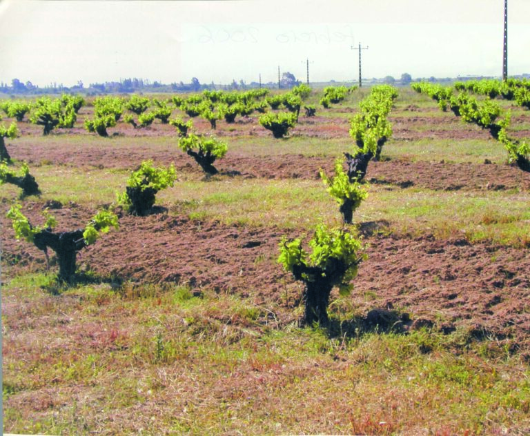 ASAJA se opone rotundamente a las pretensiones de la Comisión Europea para reformar el sistema de derechos de plantación