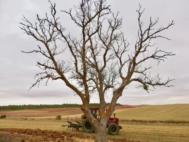 Asaja Castilla la Mancha solicita más protección para los productos agropecuarios de la región