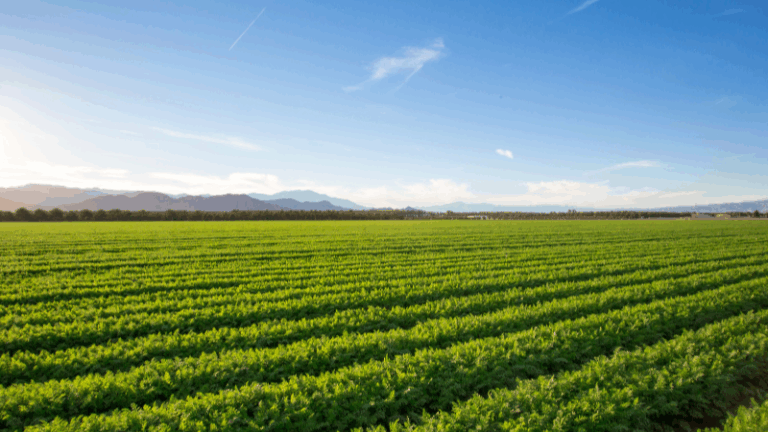 ASAJA MURCIA RECLAMA UN PLAN DE PROMOCIÓN DE LA AGRICULTURA ECOLÓGICA MURCIANA EN EL MERCADO NACIONAL
