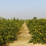 ASAJA Alicante celebra la Noche de la Agricultura Alicantina y hace entrega de sus 15º Premios