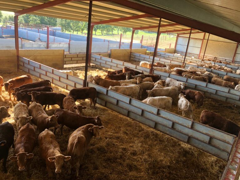 ASAJA CyL. Los ganaderos de bovino de carne insisten en que las cotizaciones de lonja siguen por debajo del prec
