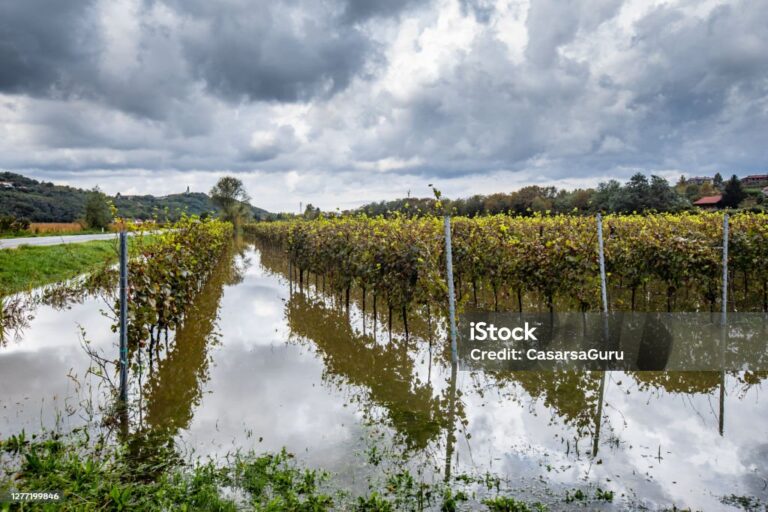 Agroseguro destaca la respuesta ofrecida por el seguro agrario en la gestión de los siniestros provocados por la DANA