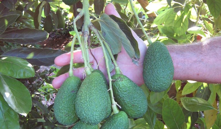 AVA-ASAJA y ASOPROA prevén un 10% más de producción de aguacate valenciano