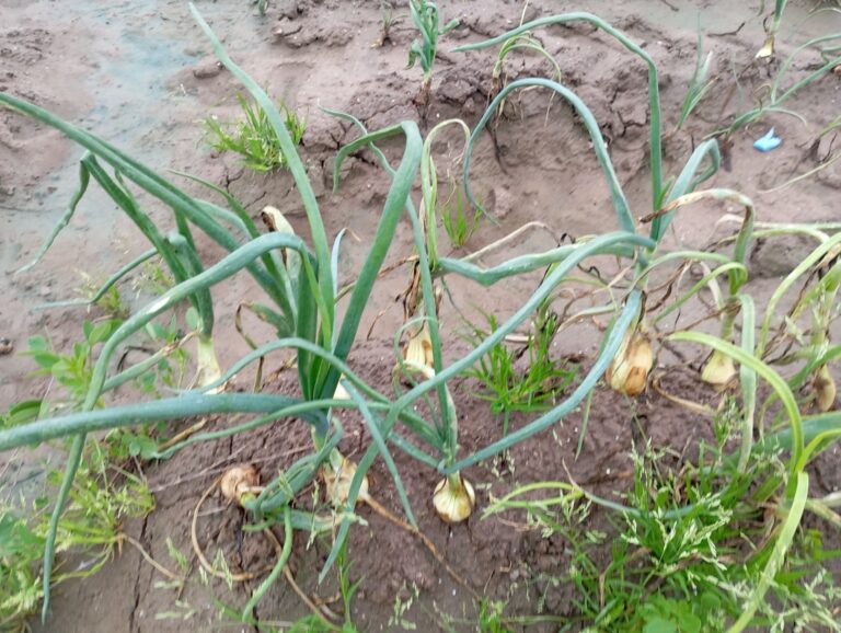Las lluvias y la falta de materias eficaces arrasan más del 80% de las cebollas valencianas
