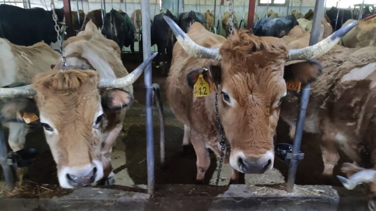 Llega la estabilidad al bovino de carne en la Lonja de Salamanca