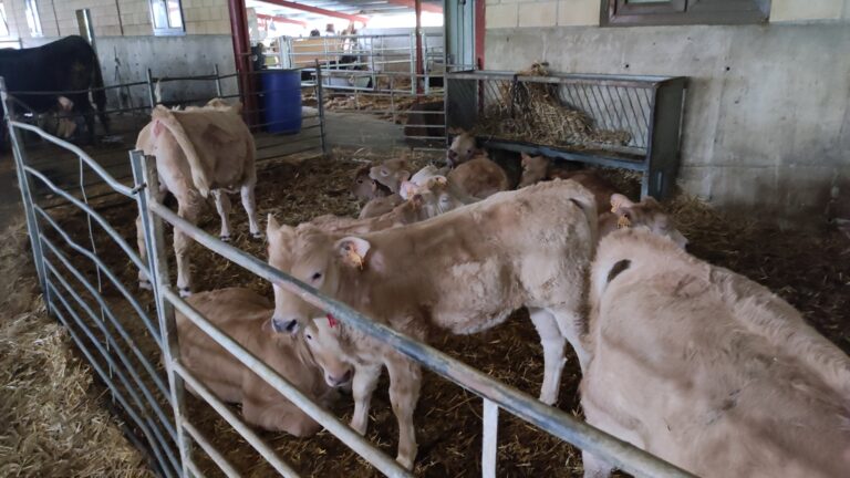 Incertidumbre en el mercado del vacuno en Aragón