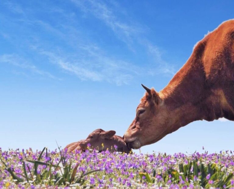 La Unión Europea pierde un millón de vacas en el último año