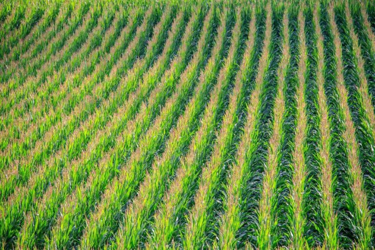 Derogación RENURE: Si no se toman medidas, la UE corre el riesgo de perder una solución de fertilización sostenible