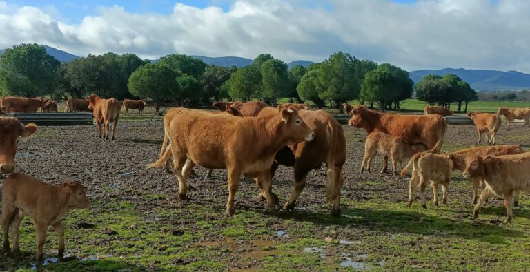 ASAJA CLM consigue una compensación para los ganaderos afectados por el serotipo 3 de la lengua azul
