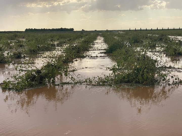 España aprueba ayudas directas para agricultores afectados por la sequía y la DANA en 2024