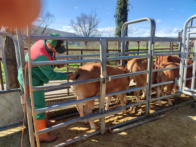 Publicado en el BOE: El veterinario de explotación, figura opcional