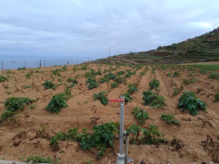 Estado de un cultivo de papas en 2024 en una finca en el norte de Tenerife regada con agua salinizada procedente de la balsa Llanos de Mesa.