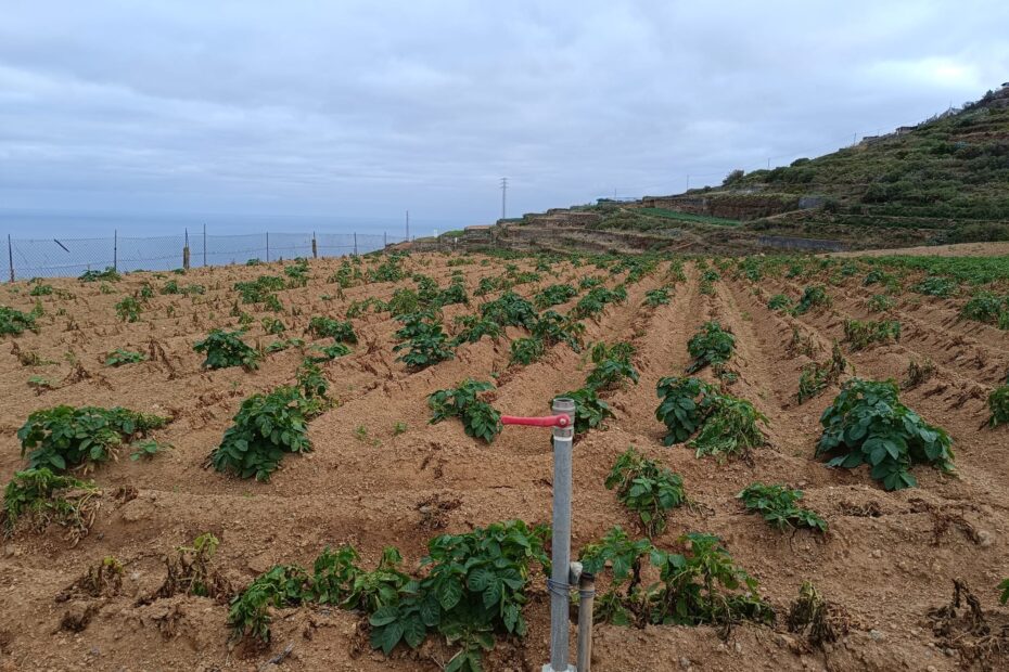Estado de un cultivo de papas en 2024 en una finca en el norte de Tenerife regada con agua salinizada procedente de la balsa Llanos de Mesa.
