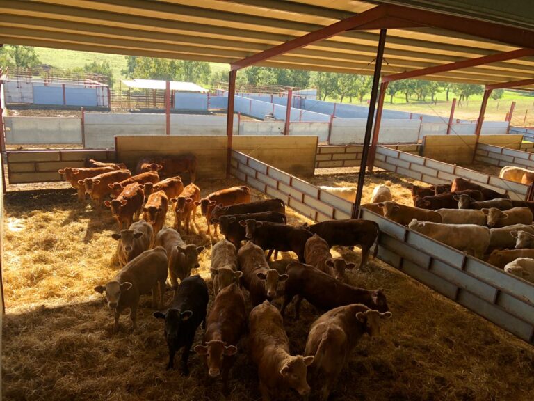 Aprobada la voluntariedad de que las explotaciones ganaderas dispongan de un veterinario y de un plan sanitario integral