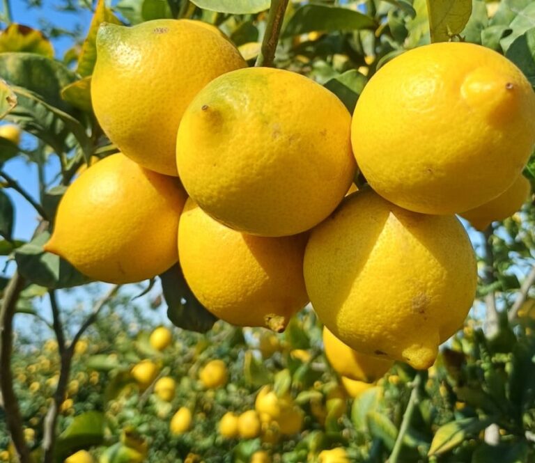 ASAJA Alicante prevé una reducción de cosecha del limón Verna y advierte a los agricultores que no admitan precios a la baja