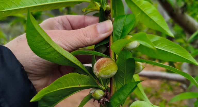 AVA-ASAJA solicita ayudas para los afectados por la DANA que no podrán regar frutas de hueso