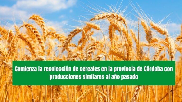 Comienza la recolección de cereales en la provincia de Córdoba con producciones similares al año pasado