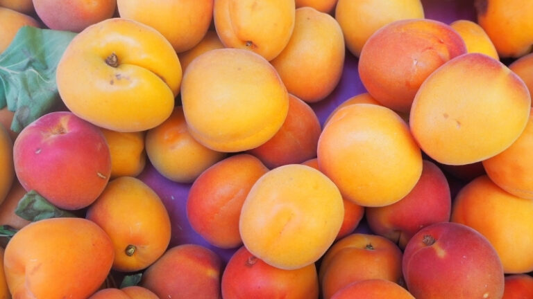 Buenas perspectivas en la campaña de fruta de verano a pesar de las últimas granizadas