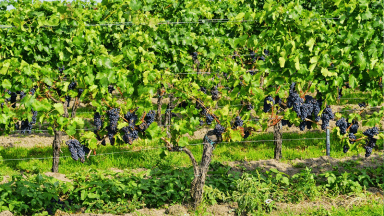ARAG-ASAJA lidera el respaldo vitícola en Rioja y pide unidad para recuperar la rentabilidad del sector