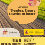 Poda de inicio de cultivo: leñoso y palmeras