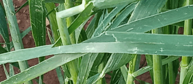 Cebada, trigo y guisantes fuertemente dañados por la granizada