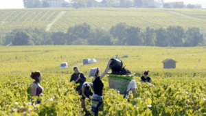 ASAJA advierte que imponer desde el ámbito urbano una normativa sobre reducción de jornada, registro horario y desconexión digital sin tener en cuenta las particularidades del sector agrario supondría un duro golpe para agricultores y ganaderos. El campo ya soporta una carga insostenible de costes, burocracia y exigencias medioambientales que ponen en jaque su viabilidad.