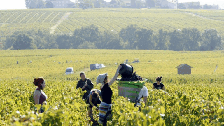 ASAJA advierte que imponer desde el ámbito urbano una normativa sobre reducción de jornada, registro horario y desconexión digital sin tener en cuenta las particularidades del sector agrario supondría un duro golpe para agricultores y ganaderos. El campo ya soporta una carga insostenible de costes, burocracia y exigencias medioambientales que ponen en jaque su viabilidad.