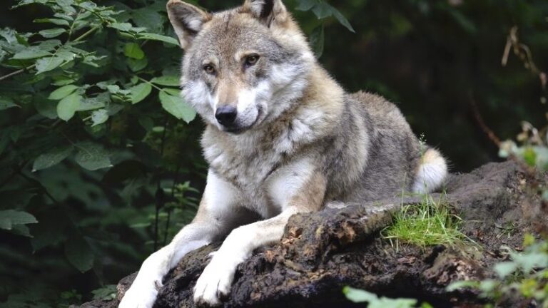 El Parlamento Europeo adopta una postura clara sobre el estatuto del lobo, restableciendo la esperanza en el futuro del pastoreo de la UE