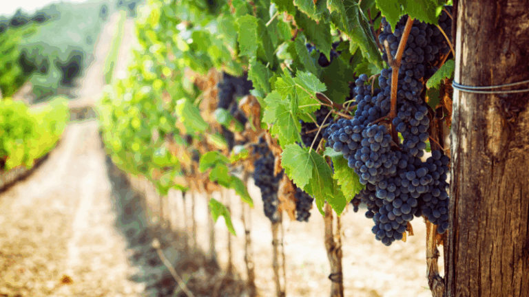 Publicados los datos de autorizaciones de plantación de viñedos