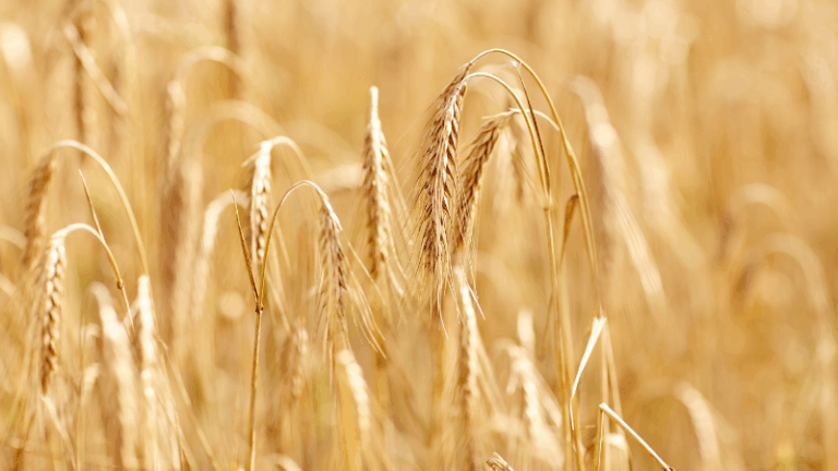 ASAJA, COAG y UPA exigen a Planas limitar las importaciones de cereal ucraniano y activar ayudas urgentes