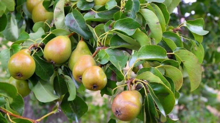 Arag-asaja solicita una reunión a la consejería de agricultura ante el avance del fuego bacteriano en el cultivo del peral