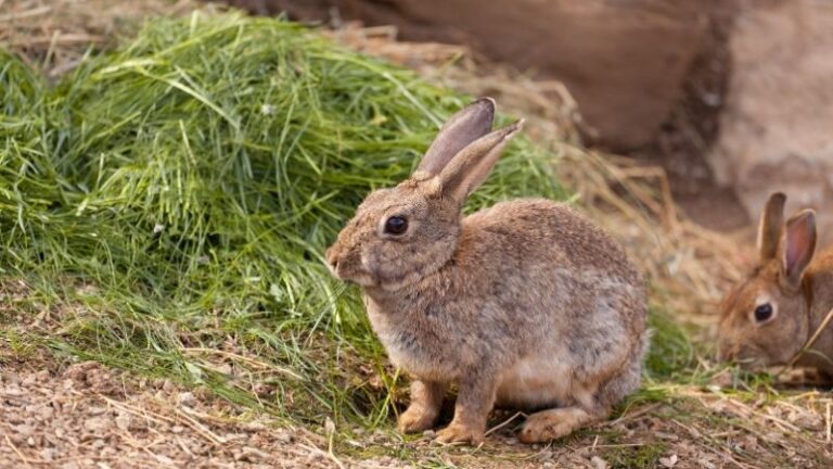 La sobrepoblación de conejos arruina cosechas y Medio Ambiente sigue mirando hacia otro lado