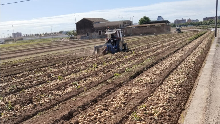 AVA-ASAJA denuncia que el precio de la patata valenciana cae a la mitad en el campo y se multiplica por siete en el supermercado