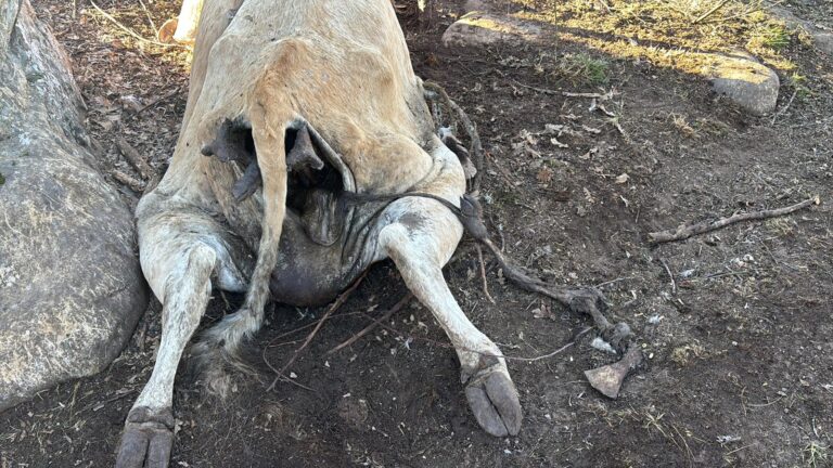 ASAJA Soria denuncia que se están intensificando los ataques de buitres al ganado