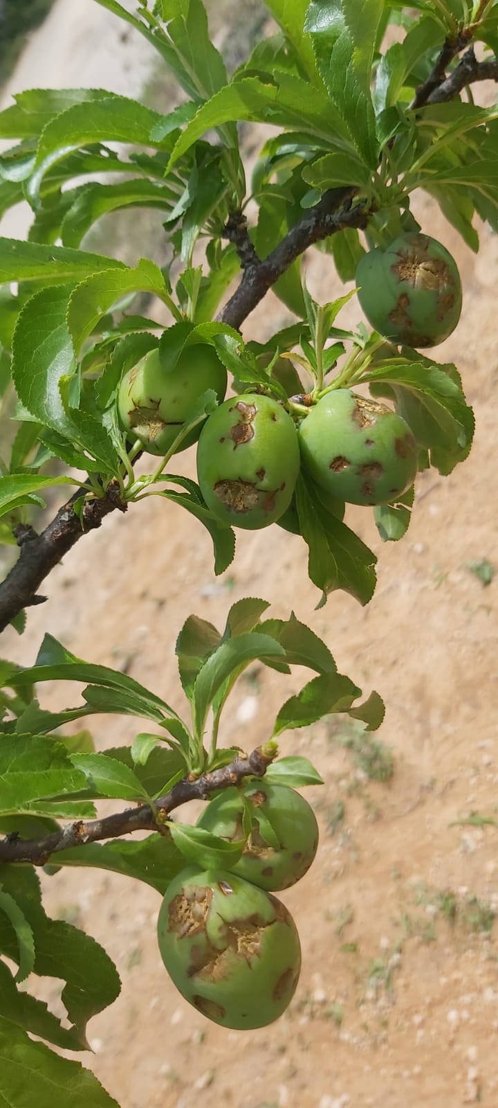 AVA-ASAJA reclama ayudas directas para los agricultores que se han quedado fuera al eliminarse la extensión de garantías de cítricos