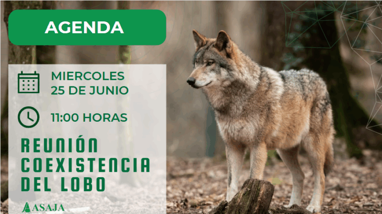 ASAJA participa hoy en la mesa de diálogo sobre el lobo tras la decisión del Congreso de permitir su gestión al norte del Duero