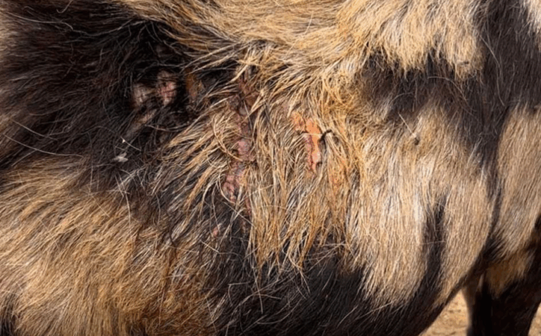 LOS ATAQUES DE PERROS ASILVESTRADOS AMENAZAN LA SUPERVIVENCIA DE LAS EXPLOTACIONES GANADERAS