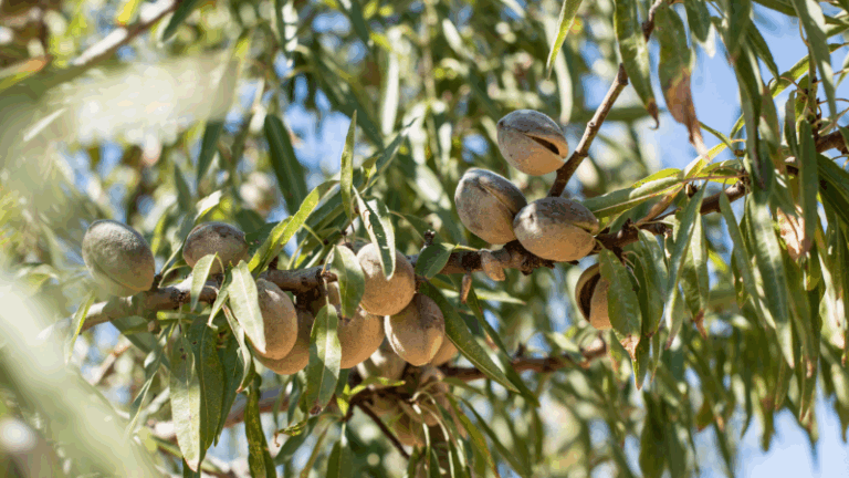 El MAPA abonará en julio 18,7 millones en ayudas a 16.200 agricultores de frutos de cáscara por la sequía