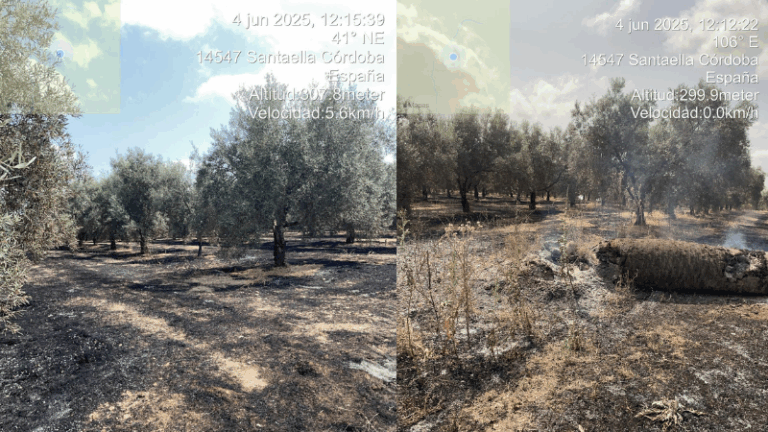 ASAJA Córdoba alerta del riesgo de incendios en olivares por las obligaciones de la PAC