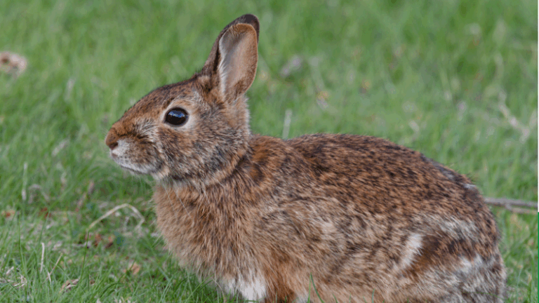 ASAJA CLM exige caza del conejo durante todo el año por los graves daños al campo