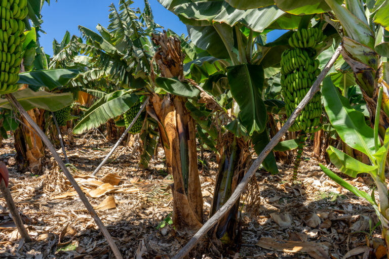 Agroseguro abona 7,6 millones de euros en indemnizaciones a los productores de plátano de Canarias