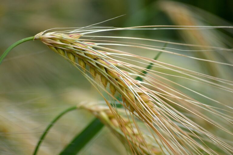 El 15 de junio termina el plazo para asegurar la cosecha de cereales de invierno frente al pedrisco