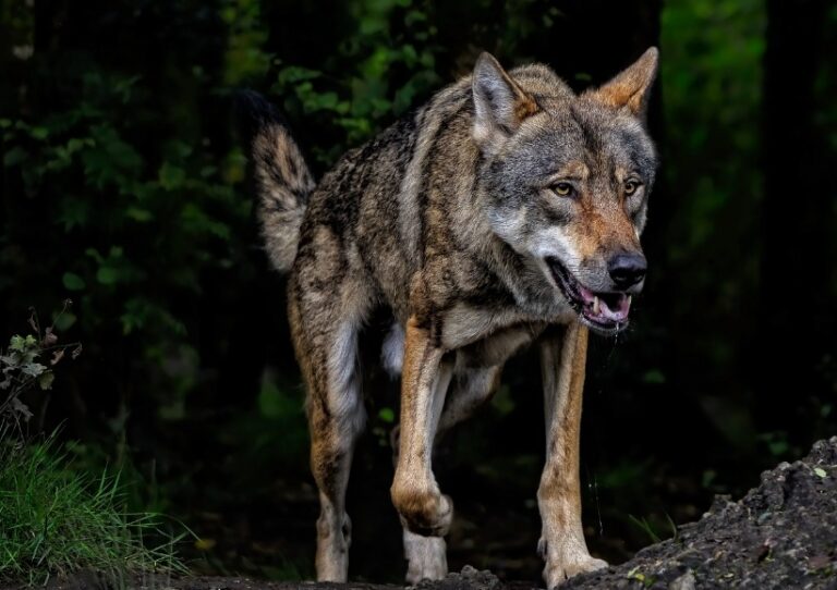 ARAG-ASAJA se persona contra el recurso de ASCEL al control de la población del lobo en La Rioja