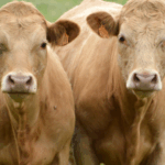 Reunión sobre el dossier de bienestar animal durante el transporte