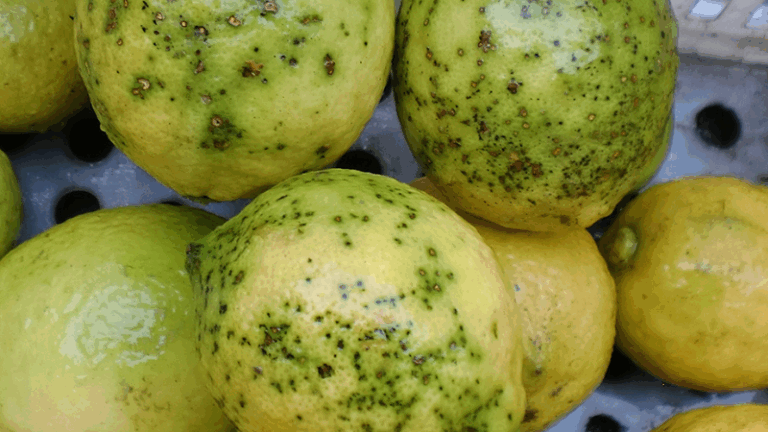AVA-ASAJA alerta de nuevas plagas en cítricos importados de Sudáfrica, Brasil y Argentina