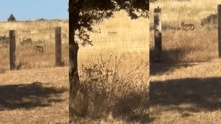 Un lobo ataca a plena luz del día a una oveja a 50 metros de las casas en Guadalix de la Sierra