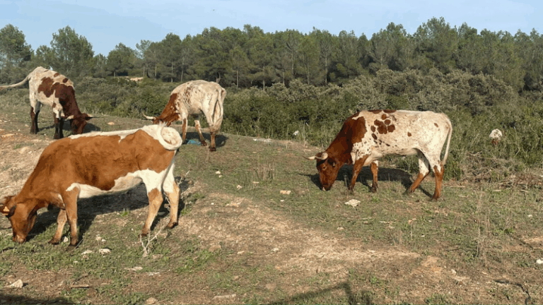 AVA-ASAJA defiende la ganadería tras estudios que reducen su impacto ambiental a la mitad